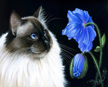 Carica l&#39;immagine nel visualizzatore di Gallery, Dipingere con i numeri Faccia a faccia con un fiore Figured&#39;Art facile nuovi arrivi animali gatti fiori