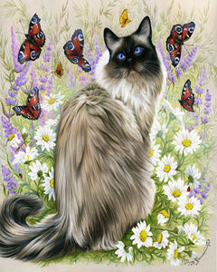 Dipingere con i numeri Scoperta delle farfalle Figured'Art intermedia nuovi arrivi animali gatti farfalle fiori