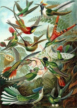 Carica l&#39;immagine nel visualizzatore di Gallery, Dipingere con i numeri - Tutti Gli Uccelli