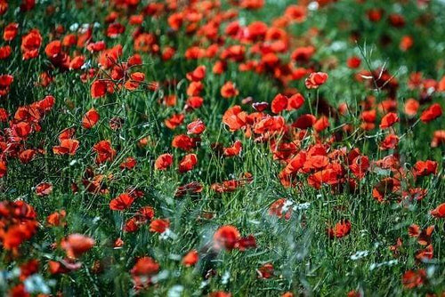 Dipingere con i numeri - Balsamina