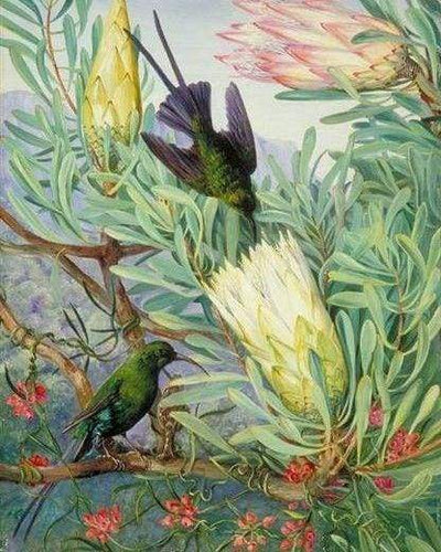 Dipingere con i numeri - Uccelli E Grandi Fiori