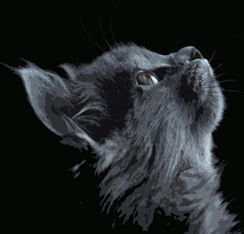 Dipingere con i numeri - Gatto Nero Che Guarda All'Insù