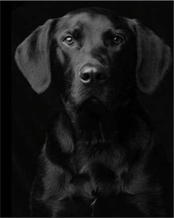 Dipingere con i numeri - Ritratto Di Cane Nero