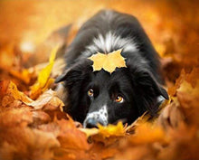 Carica l&#39;immagine nel visualizzatore di Gallery, Dipingere con i numeri - Cane Nero Si Rilassa
