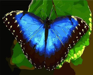 Dipingere con i numeri - Farfalla Blu