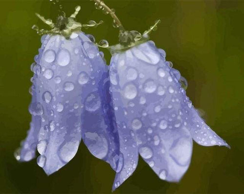 Dipingere con i numeri - Fiore Blu