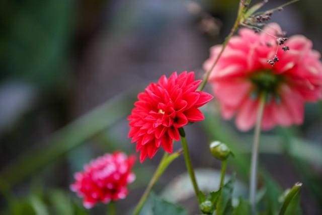 Dipingere con i numeri - Fiore Rosso Brillante