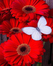 Carica l&#39;immagine nel visualizzatore di Gallery, Dipingere con i numeri - Farfalla E Fiori Rossi