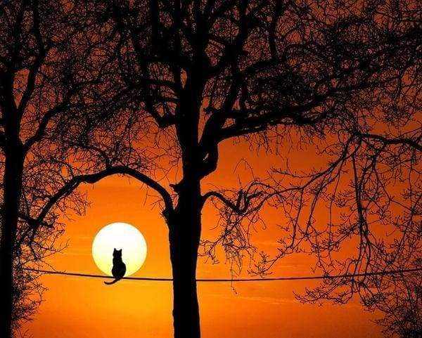 Dipingere con i numeri - Gatto E Luna Piena