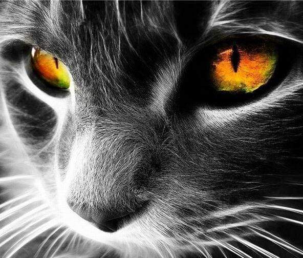 Dipingere con i numeri - Occhi Di Gatto