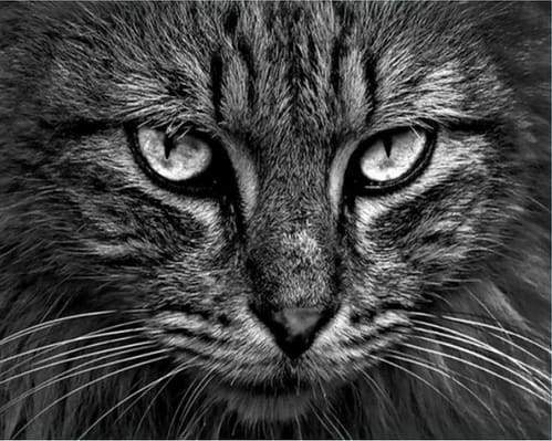 Dipingere con i numeri - Testa Di Gatto