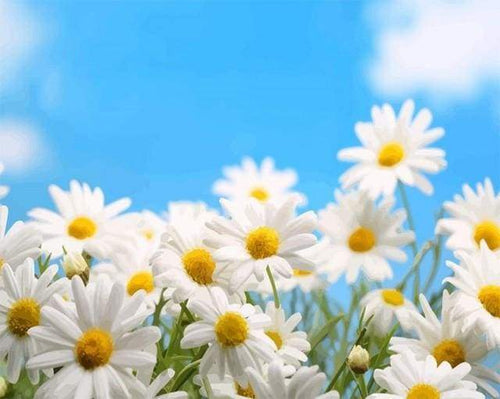 Dipingere con i numeri - Camomilla