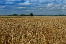 Carica l&#39;immagine nel visualizzatore di Gallery, Dipingere con i numeri - Campo Di Campagna