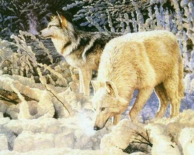 Dipingere con i numeri - Coppia Di Lupi Bianchi