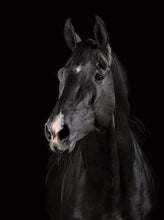 Carica l&#39;immagine nel visualizzatore di Gallery, Dipingere con i numeri - Cavallo Nero
