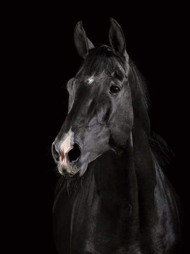 Dipingere con i numeri - Cavallo Nero