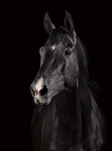 Dipingere con i numeri - Cavallo Nero