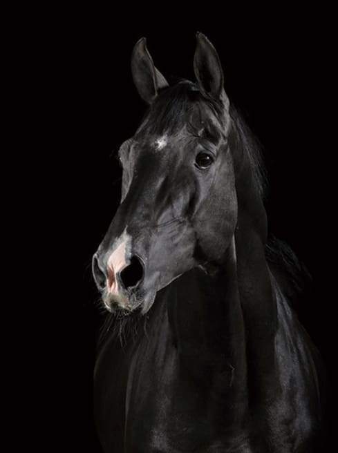 Dipingere con i numeri - Cavallo Nero