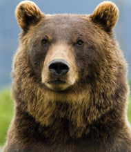 Carica l&#39;immagine nel visualizzatore di Gallery, Diamond Painting - Orso