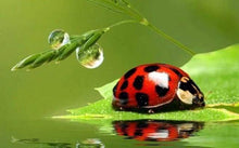 Carica l&#39;immagine nel visualizzatore di Gallery, Diamond Painting - Scarabeo