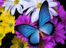 Carica l&#39;immagine nel visualizzatore di Gallery, Diamond Painting - Farfalla Blu E Fiori