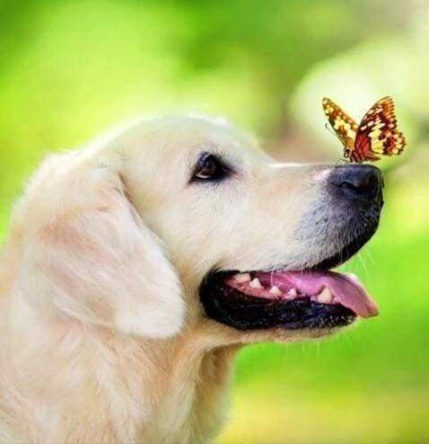 Diamond Painting - Farfalla E Labrador