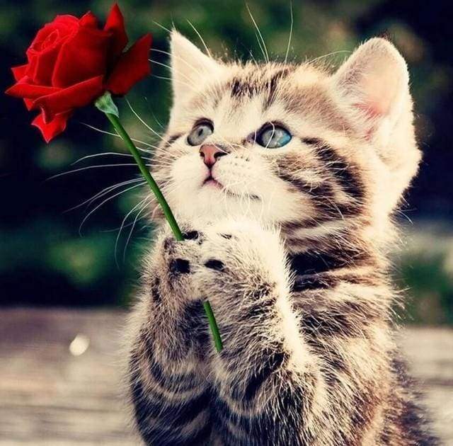 Diamond Painting - Gatto Con Rose