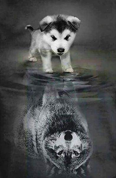 Diamond Painting - Riflesso Di Cane E Lupo