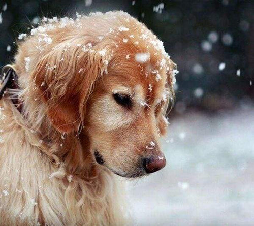 Diamond Painting - Cane Nella Neve