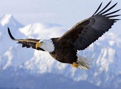 Diamond Painting - Aquila In Volo