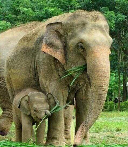 Diamond Painting - Elefante E Neonato