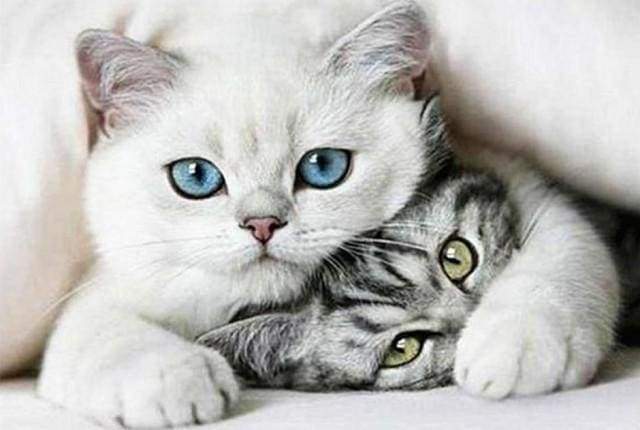 Diamond Painting - Gatti Amici