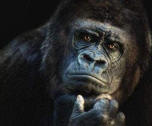 Diamond Painting - Gorilla