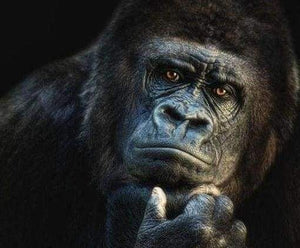 Diamond Painting - Gorilla