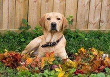 Carica l&#39;immagine nel visualizzatore di Gallery, Diamond Painting - Labrador