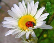Carica l&#39;immagine nel visualizzatore di Gallery, Diamond Painting - Coccinella E Margherite