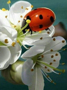 Diamond Painting - Coccinella E Fiori