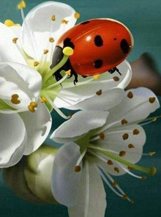 Diamond Painting - Coccinella E Fiori