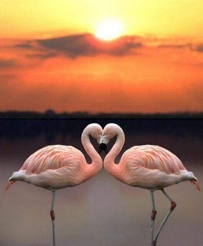 Diamond Painting - Fenicotteri In Amore