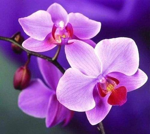 Diamond Painting - Fiore Viola