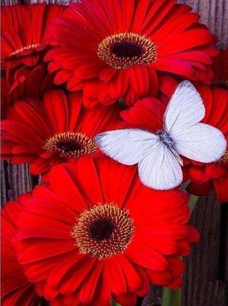 Diamond Painting - Margherite Rosse E Farfalla Bianca