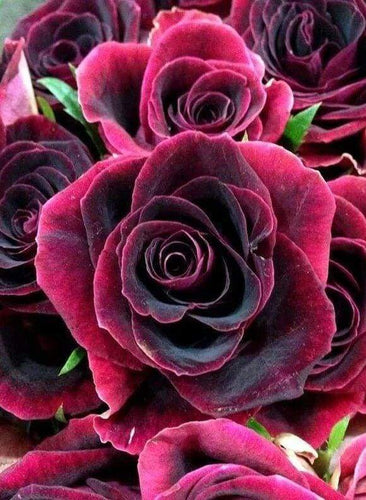 Diamond Painting - Rosa
