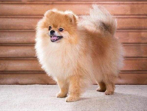 Diamond Painting - Cagnolino