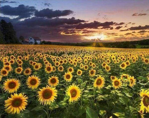 Diamond Painting - Campo Di Girasoli