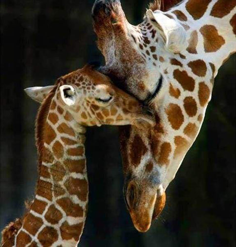 Diamond Painting - La Famiglia Di Giraffe