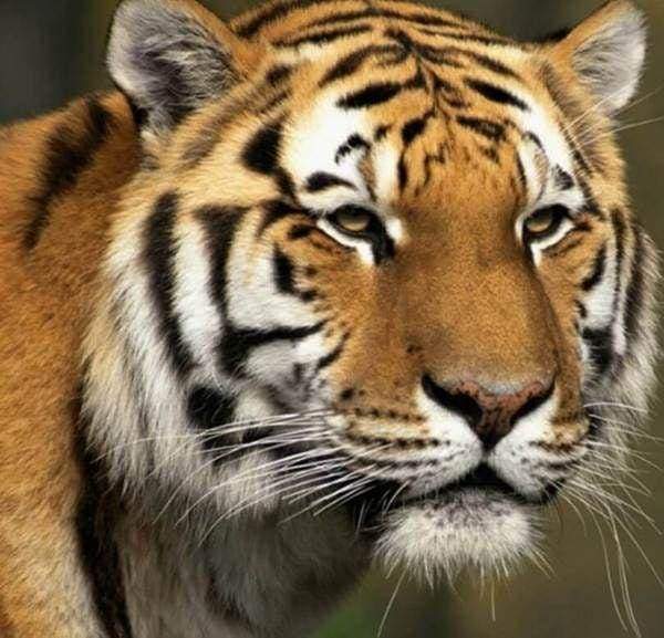 Diamond Painting - Tigre