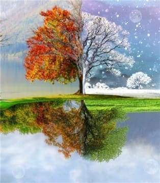 Diamond Painting - Albero Delle Molte Stagioni