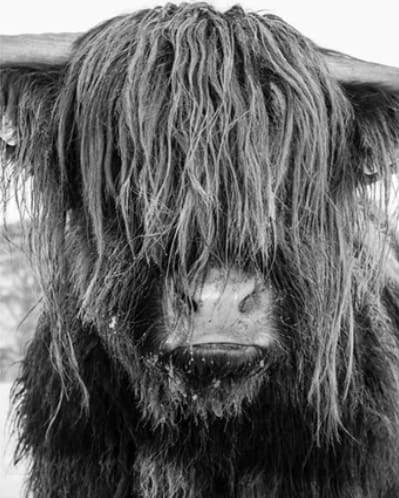 Dipingere con i numeri - Scompigliato