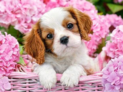 Dipingere con i numeri - Cane Nel Carrello Fiorito