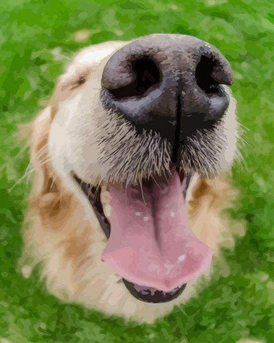Dipingere con i numeri - Bocca Di Cane